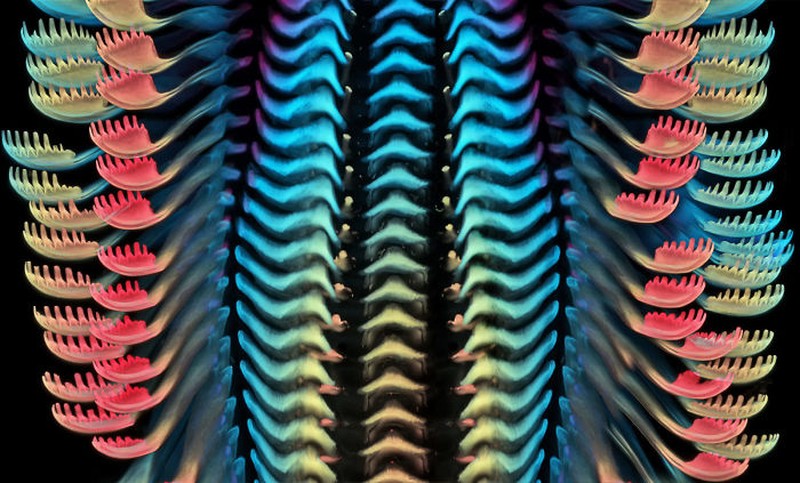 Small World Photomicrography Nikon 2020