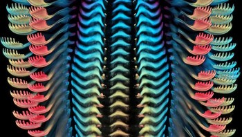 Posisi ke-3, menampilkan lidah (radula) dari siput air tawar karya Dr. Igor Siwanowicz. Foto: Small World Photomicrography Nikon 2020