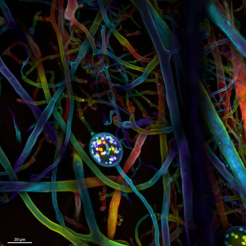 Small World Photomicrography Nikon 2020