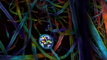 Posisi ke-4, potret Spora multi-nukleat dan hifa jamur tanah (jamur mikoriza arbuscular) karya  Dr. Vasileios Kokkoris, Dr. Franck Stefani, Dr. Nicolas Corradi. Foto: Small World Photomicrography Nikon 2020