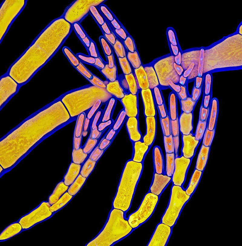 Small World Photomicrography Nikon 2020