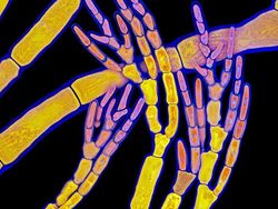 Deretan Foto Mikroskop Terbaik yang Bikin Mata Terpana