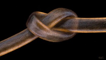 Posisi ke-12, rambut manusia karya Robert Vierthaler.Foto: Small World Photomicrography Nikon 2020