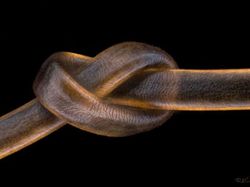 Deretan Foto Mikroskop Terbaik yang Bikin Mata Terpana