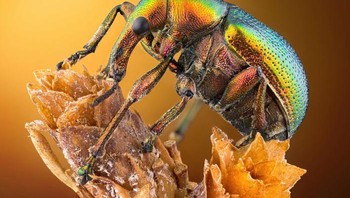 Posisi ke-14, Kumbang penggulung daun (Byctiscus betulae) tampak samping karya Özgür Kerem Bulur. Foto: Small World Photomicrography Nikon 2020