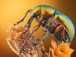 Deretan Foto Mikroskop Terbaik yang Bikin Mata Terpana