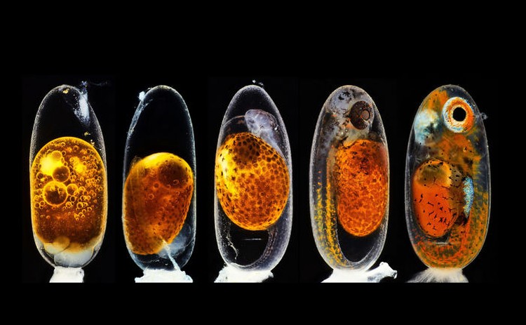 Small World Photomicrography Nikon 2020