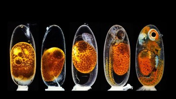 Posisi ke-2, Perkembangan embrio ikan badut (Amphiprion percula) pada hari ke-1, 3 (pagi dan sore), 5, dan 9 karya Daniel Knop. Foto: Small World Photomicrography Nikon 2020