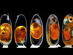 Deretan Foto Mikroskop Terbaik yang Bikin Mata Terpana