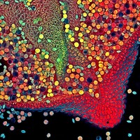 Small World Photomicrography Nikon 2020