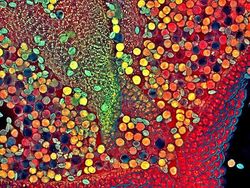 Deretan Foto Mikroskop Terbaik yang Bikin Mata Terpana