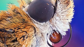 Posisi ke-5, Bogong moth karya  Ahmad Fauzan. Foto: Small World Photomicrography Nikon 2020