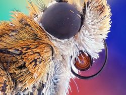 Deretan Foto Mikroskop Terbaik yang Bikin Mata Terpana