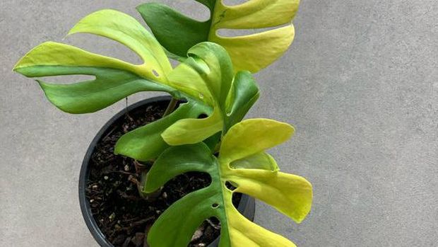 Variegated Philodendron Minima (Tangkapan Layar Trade Me)