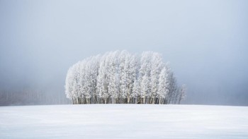 Trees & Fog karya Preston Stoll memperlihatkan kabut yang menghiasi lanskap bersalju di Broomfield, Colorado. Foto: Preston Stoll/Weather Photographer of the Year 2020