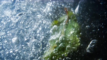 Frozen Life karya Kolesnik Stephanie Sergeevna yang berusia 17 tahun terpilih menjadi juara kategori Young Weather Photographer of the Year 2020. Ia berhasil menangkap foto daun hijau yang terperangkap di dalam es. Foto: Kolesnik Stephanie Sergeevna/Weather Photographer of the Year 2020