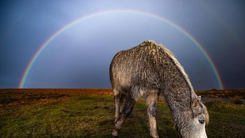 Foto ketiga yang menjadi favorit publik adalah Under the Rainbow karya Joann Randles. Terlihat pelangi yang muncul setelah badai Jorge menemani seekor kuda poni yang mencari makan di Cefn Bryn, Swansea. Foto: Joann Randles/Weather Photographer of the Year 2020