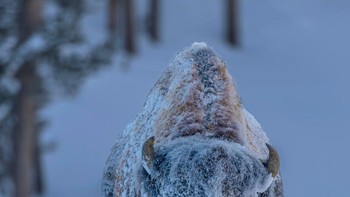 Frosty Bison karya Laura Hedian termasuk salah satu karya yang masuk dalam 10 besar favorit publik. Foto ini memperlihatkan seekor bison di Taman Nasional Yellowstone di mana suhu saat musim dingin bisa mencapai -20 hingga -50 derajat Celcius. Foto: Laura Hedian/Weather Photographer of the Year 2020