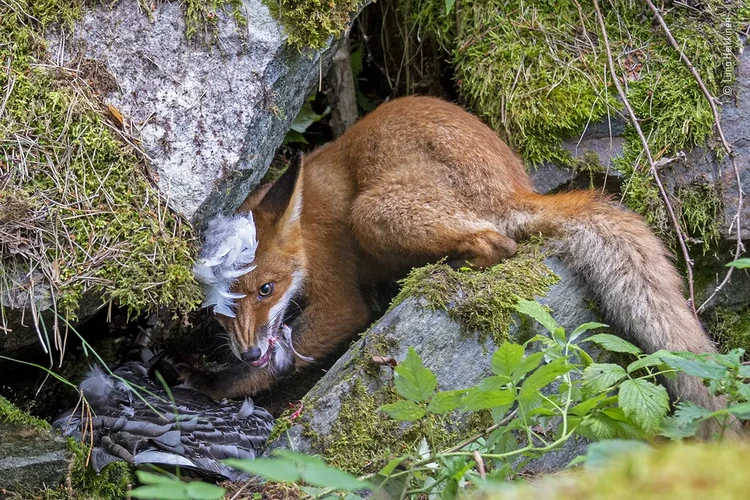 Wildlife Photographer Of The Year 2020