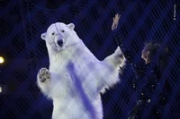 Wildlife Photographer Of The Year 2020