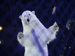 Bikin Terpukau! Ini Karya Jawara Wildlife Photographer Of The Year 2020