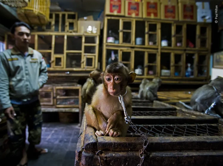 Wildlife Photographer Of The Year 2020