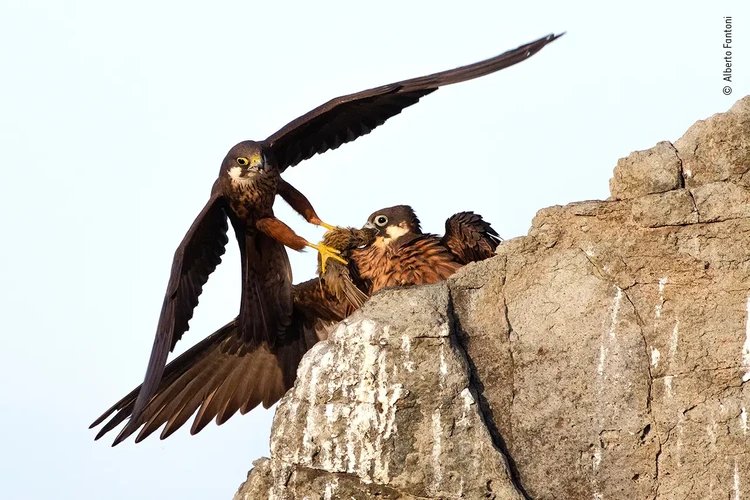 Wildlife Photographer Of The Year 2020