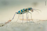 Wildlife Photographer Of The Year 2020