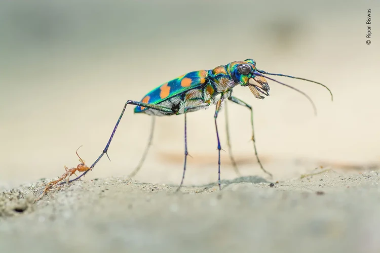 Wildlife Photographer Of The Year 2020