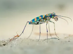 Bikin Terpukau! Ini Karya Jawara Wildlife Photographer Of The Year 2020