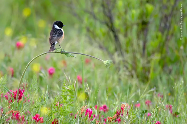 Wildlife Photographer Of The Year 2020