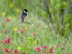 Bikin Terpukau! Ini Karya Jawara Wildlife Photographer Of The Year 2020