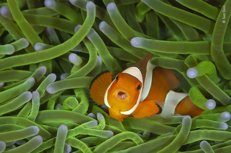 Wildlife Photographer Of The Year 2020