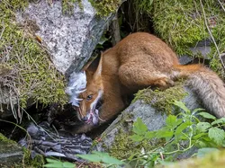 Bikin Terpukau! Ini Karya Jawara Wildlife Photographer Of The Year 2020