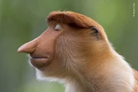 Wildlife Photographer Of The Year 2020