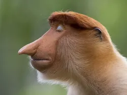 Bikin Terpukau! Ini Karya Jawara Wildlife Photographer Of The Year 2020