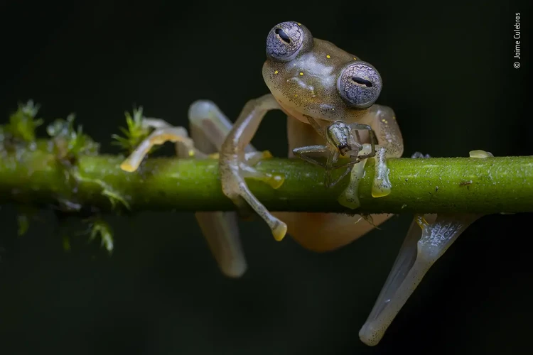 Wildlife Photographer Of The Year 2020