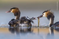 Wildlife Photographer Of The Year 2020