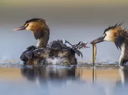 Bikin Terpukau! Ini Karya Jawara Wildlife Photographer Of The Year 2020