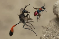 Wildlife Photographer Of The Year 2020