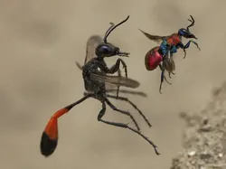 Bikin Terpukau! Ini Karya Jawara Wildlife Photographer Of The Year 2020