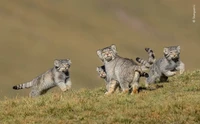 Wildlife Photographer Of The Year 2020