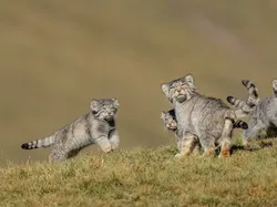 Bikin Terpukau! Ini Karya Jawara Wildlife Photographer Of The Year 2020