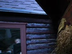 Bikin Terpukau! Ini Karya Jawara Wildlife Photographer Of The Year 2020