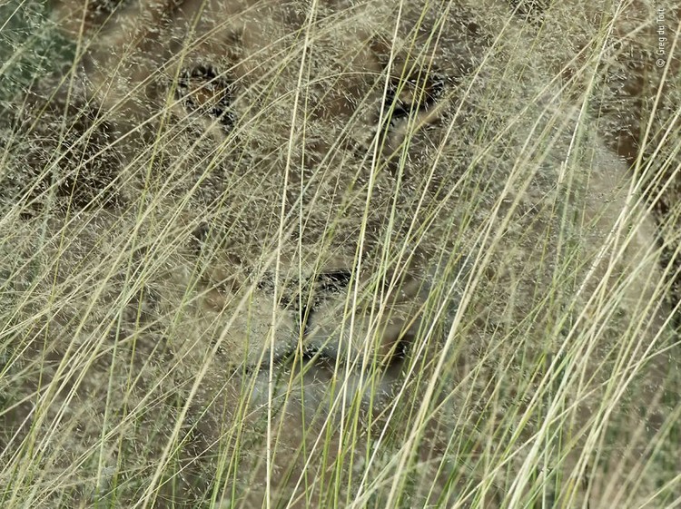 Wildlife Photographer of the Year 2020