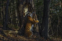 Wildlife Photographer Of The Year 2020