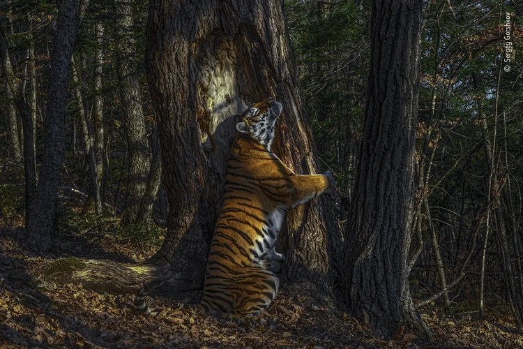 Wildlife Photographer Of The Year 2020