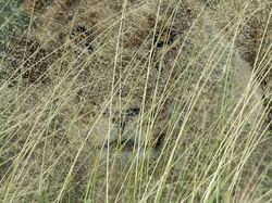 Bikin Terpukau! Ini Karya Jawara Wildlife Photographer Of The Year 2020