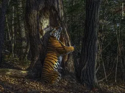 Bikin Terpukau! Ini Karya Jawara Wildlife Photographer Of The Year 2020