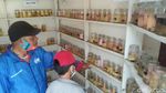 Bisnis Ikan Cupang Raup Omzet Jutaan Sehari